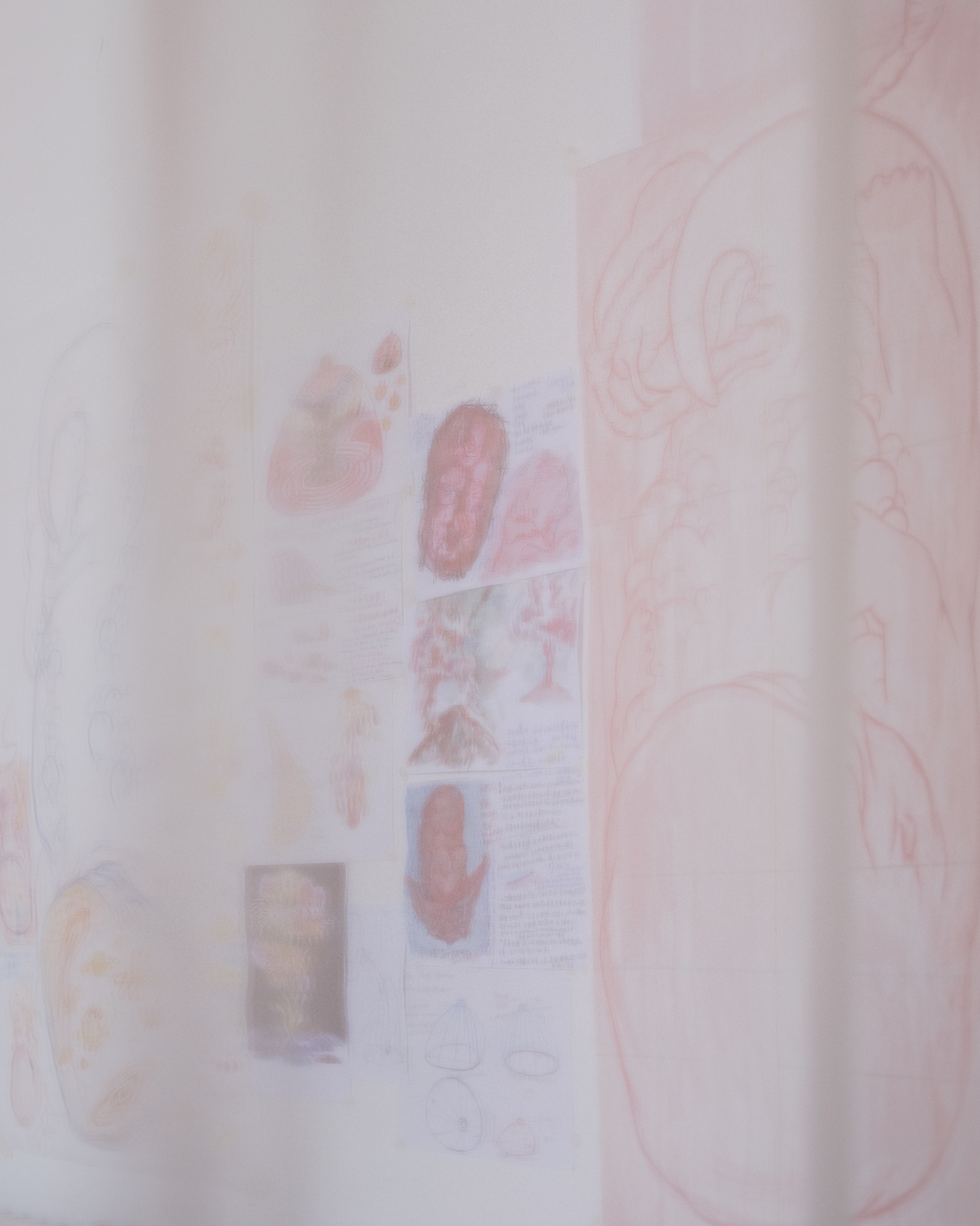 Embryo drawings seen through translucent organza
