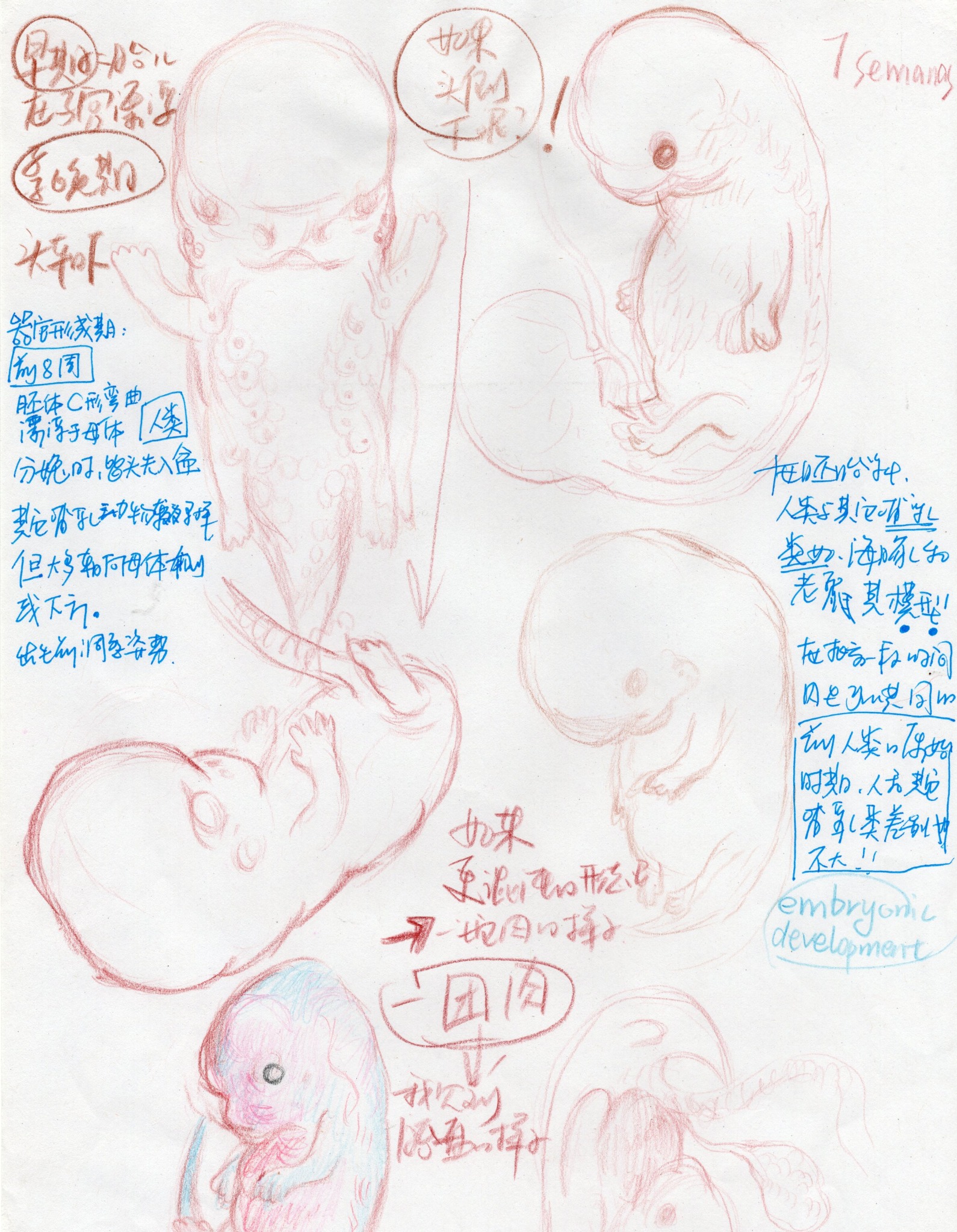 Embryological figure studies with notes