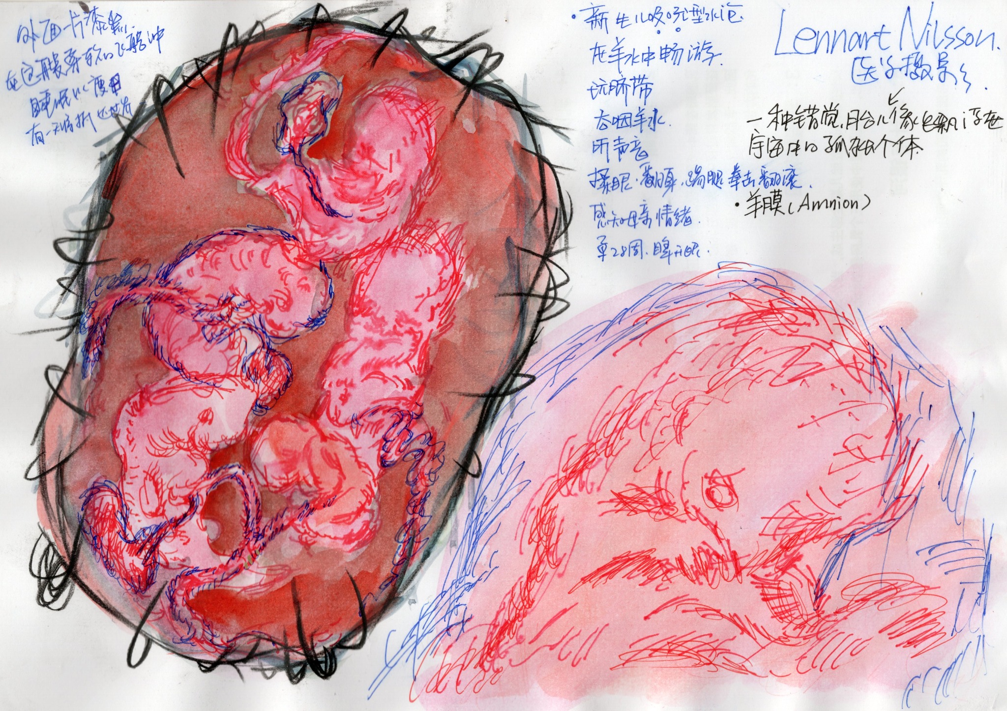 Embryo and circular anatomical watercolor studies